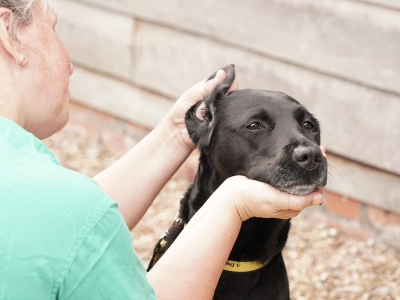 Putting ear store drops in dogs